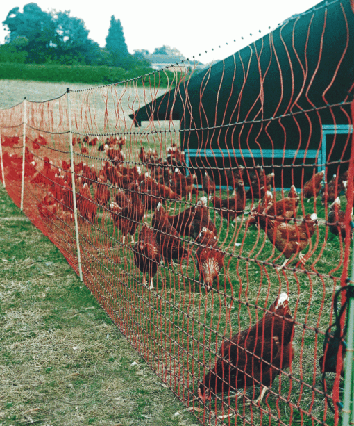 Orange Electric Poultry Netting - 50m