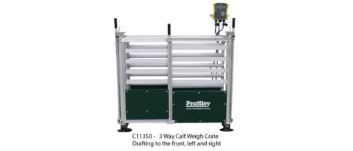 Calf weighing scale with 3-way divider